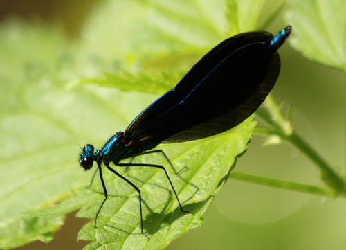 Aeshna mixta maschio, Calopteryx virgo femmina, Calopteryx virgo maschio
